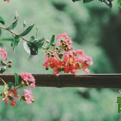 金星棋牌手机app下载