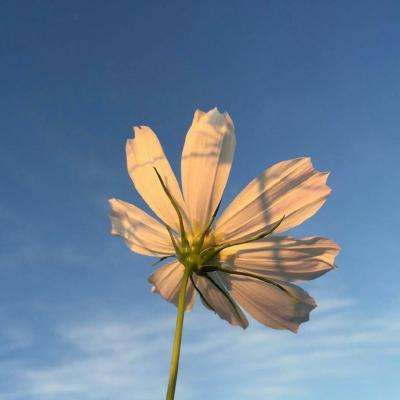 365平台下载手机版