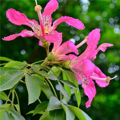 bat软件下载官方